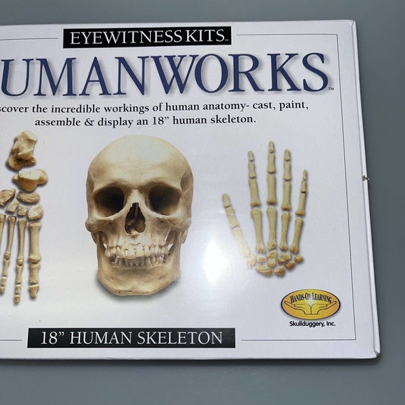 Human Works 18" Human Skeleton Hand On Learning Modeling Kit Eyewitness Kits NEW - Picture 3 of 6